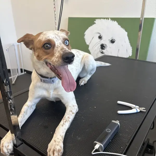 Blow-dry after a bath at K9 Rox Club